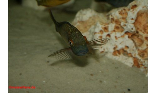Tropheus moorii chaitika